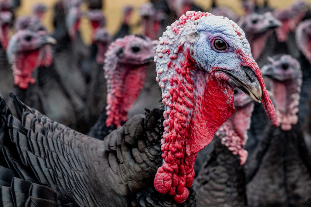 Great Grove Turkey, a named Norfolk supplier on the Archer's provenance page